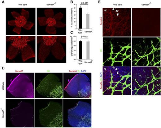 Figure 6. Defective retinal vascularization in Sema6A−/− mice. (A) Retinal whole mounts from paraformaldehyde-fixed eyes of P4 Sema6A-null and wild-type littermates; representative images. (B) Average radial length of retinal vessels from the optic nerve to the periphery was measured in P4 paired littermates (n = 7; mean ± SEM). The results are expressed as percentage retina occupied by vessels. (C) Number of branching points/mm2 retinal vessels was measured in P4 paired littermates (n = 7; mean ± SEM). (D) Sema6A immunostaining of P4 wild-type and Sema6A-null retinas. Isolectin B4 (IB4) was used for visualization of retinal vessels; nuclei are visualized with DAPI. (E) Magnified section of retina from panel D showing Sema6A expression in wild-type retinal vessels (IB4-positive) and in ganglion cells. The arrows point to endothelial filopodia expressing Sema6A. Comparative images from wild-type and Sema6A-null tissues were obtained and processed by using the same settings.