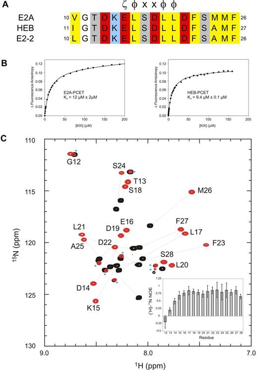 Figure 1. The conserved PCET motifs of E2A and HEB bind the KIX domain of CBP/p300. (A) Sequence alignment of the PCET motifs from E2A, HEB, and E2-2. The ζ-φ-x-x-φ-φ consensus sequence is indicated, and numbering is in accordance to the native protein sequence. ζ indicates an acidic amino acid; φ, a bulky hydrophobic amino acid; and x, any amino acid. Conserved hydrophobic amino acid residues are colored yellow, acid residues red, and basic residues blue. (B) Representative binding curves showing the change in fluorescence anisotropy of 5-carboxyfluorescein tagged E2A-PCET (12-25) and HEB-PCET (11-24) peptides with increasing total concentration of KIX. (C) Overlay of 1H-15N HSQC spectra of 0.4mM 15N-labeled HEB-PCET in the absence (black) and presence (red) of 0.75mM KIX in 20mM MES, pH 6.0. Resonances are labeled by position in full-length HEB. Lines connect the resonances of free PCET (black) and the corresponding resonance when bound to KIX (red). Asterisks identify resonances that arise from impurities in the sample. Inset: Plot of {1H}-15N NOE values as a function of HEB-PCET residue number at 18.8 T.