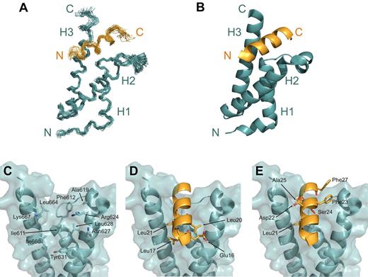Figure 2. Structure of the PCET/KIX complex. (A) Overlay of the 20 low-energy structures of the complex, with the backbone (N, Cα, C′ atoms) of residues Lys15-Ser28 of HEB-PCET (orange) and residues 589-685 of KIX (teal) displayed. (B) Ribbon diagram of the energy-minimized average structure of the HEB-PCET/KIX complex. The helices of KIX are labeled H1, H2, and H3, and the N- and C-termini are indicated. (C) Transparent surface of KIX displaying the backbone ribbon and the residues involved in intermolecular van der Waals contacts. (D) Ribbon representation of HEB-PCET (in orange) showing the position of residues Glu16, Leu17, Leu20, and Leu21 on the surface of KIX. (E) Ribbon representation of HEB-PCET (in orange) showing the position of the LDFS sequence (Leu21, Asp22, Phe23, and Ser24) as well as Ala25 and Phe27 on the surface of KIX. Residues are numbered by position in full-length CBP or HEB.