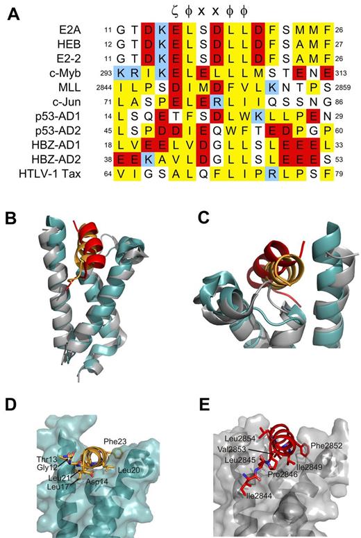 Figure 5. Residues adjacent to ζ-φ-x-x-φ-φ motif dictate mode of KIX recognition. (A) Sequence alignment of ζ-φ-x-x-φ-φ containing KIX-binding proteins. ζ indicates an acidic amino acid; φ, a bulky hydrophobic amino acid; and x, any amino acid. Conserved hydrophobic amino acid residues are colored yellow, acid residues red, and basic residues blue. Positions within the respective protein sequences are indicated as numbers. (B-G) Comparison of the orientation of PCET (orange ribbon) and MLL (red ribbon) on the KIX domain (gray ribbon/transparent surface for KIX bound to MLL and teal for KIX bound to HEB-PCET). Noteworthy residues from each activation domain are represented as sticks. (E-G) Views of panels B-D, respectively, that have been rotated clockwise 70 degrees about their x-axes. The KIX/MLL complex is from PDB accession 2AGH.