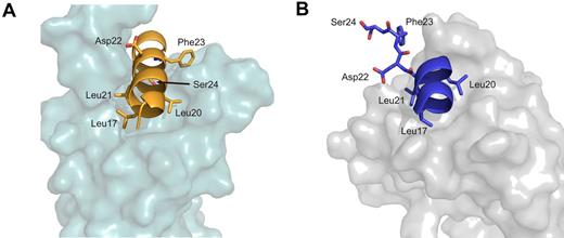 Figure 6. Comparison of PCET/KIX with PCET/eTAFH. (A) The HEB-PCET structure bound to KIX. (B) eTAFH. Leucine residues from the LXXLL sequence (Leu17, Leu20, and Leu21) as well as Asp22, Phe23, and Ser24 from the LDFS sequence are represented as sticks. HEB-PCET is colored orange in the complex with KIX and blue in the complex with eTAFH. The HEB-PCET/eTAFH complex is from PDB accession number 2KNH.