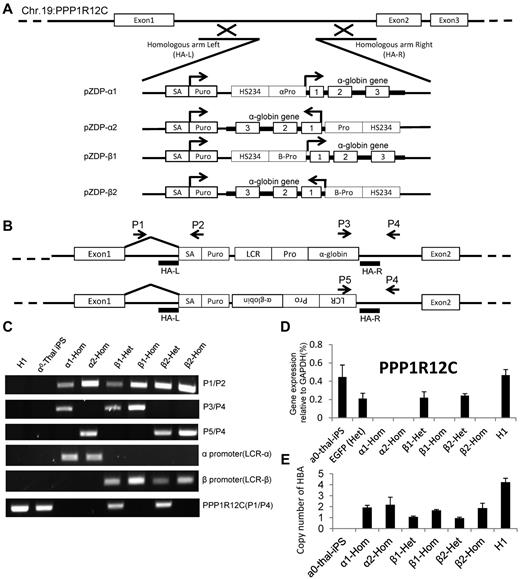 Figure 3. ZFN-mediated integration of α-globin expression constructs in AAVS1 site. (A) Integration strategy. Four different α-globin constructs were tested. Therapeutic cassettes were inserted between exons 1 and 2 of the PPP1R12C by cotransfection of 2 ZFN-containing plasmids and of a targeting construct containing short homologies to part of intron 1 flanking the therapeutic transgenes. Successful targeting leads to expression of the puromycin gene under the control of the PPP1R12C promoter because of the presence of the splice acceptor (SA). (B) Location of the primer sets for demonstration of ZFN-mediated integration of α-globin constructs after selection of puromycin-resistant colonies. P1 hybridizes to a region just 5′ of the left homology arm. P2 hybridizes to the puromycin-resistance genes. P3 hybridizes to the 3′ part of the α-globin gene; P4 hybridizes to a region just 3′ of the right homology arm. P5 hybridizes to the 5′ region of the LCR. P1/P2, P3/P4, and P5/P6 only yield a PCR product if the transgenes are specifically inserted at AAVS1. P1/P4 detects the unmodified PPP1R12C gene. (C) PCR results demonstrating insertions of α-globin constructs at AAVS1. The PPP1R21C (P1/P4) PCR amplification can be used to identify heterozygous or homozygous insertions. α1-Hom indicates homozygous transgene in same orientation as PPP1R12C, driven by α-globin promoter; β1-Het, heterozygous transgene in same orientation as PPP1R12C, driven by β-globin promoter; β1-Hom, homozygous transgene in same orientation as PPP1R12C, driven by β-globin promoter; and β2-Het and β2-Hom, same as above but transgene is in opposite orientation. (D) Expression of PPP1R12C after insertion of the therapeutic transgenes. Heterozygous clones express PPP1R12C at approximately 50% the level of the unmodified locus. Homozygous clones do not express any detectable levels of PPP1R12C (n = 3). These results confirm the results of the analysis in panel C. (E) Histograms illustrating the number of copies of the corrective α-globin construct inserted in the genome. Q-PCR analyses were performed to compare the number of copies of α and β-globin present in the genome after. Y-axis = 2 × 2(Ctα-globin − Ctβ-globin). Together with the Southern blot analysis, these results demonstrate that these clones did not harbor any off-target integrations.