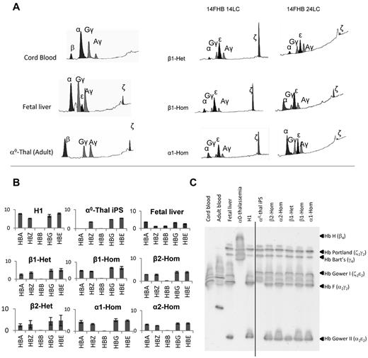 Figure 4. Erythroid cell differentiation of corrected α0-thal-iPSCs. (A) Chromatograms illustrating the results of HPLC analyses of globin chain expression performed after 14 days (14 FHB 14LC) or 24 days (14FHB 24 LC) of liquid culture of corrected iPSCs differentiated into erythroid cells. The 3 chromatograms on the left illustrate the globin expression pattern in orthochromatic erythroblasts obtained from culture of CD34+ cells from cord blood, fetal liver, and peripheral blood from a transfusion dependent adult with α0-thalassemia. β1-Het indicates heterozygous transgene integrated in same orientation as PPP1R12C, driven by β-globin promoter; β1-Hom, homozygous transgene in same orientation as PPP1R12C, driven by β-globin promoter; α1-Hom, homozygous transgene in same orientation as PPP1R12C, driven by α-globin promoter. Almost complete correction of chain imbalance in mature erythroid cells was obtained when homozygous transgenes driven by the α-globin promoter were inserted at AAVS1. The β-globin promoter was less effective than the α-globin promoter. Orientation of the transgene had no major effect on expression. (B) Q-RT-PCR analysis of globin expression in hESCs and iPSCs after differentiation into basophilic erythroblasts (14 days of liquid culture). The y-axis indicates the fold-difference compared with GAPDH. (C) IEF electrophoresis on lysates of orthochromatic erythroblasts illustrating the hemoglobin tetramers expressed in controls, in H1 and in corrected iPSCs. Globin content of each tetramer was determined by HPLC after cutting-out each major band from the gel. Corrected iPSCs express Hb F and Hb Gower II in addition to embryonic globins. A vertical line has been inserted to indicate a repositioned gel lane.