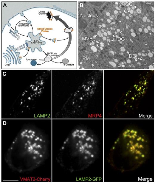 Figure 1. MEG-01 cells have DGs that can be studied by different microscopy techniques. (A) Model depicting the protein traffic to DG. DG transmembrane proteins (gold) follow the secretory pathway through the Golgi complex to early endosomes where they are selectively targeted to maturing DGs originated from MVBs. (B) Thin-section transmission electron microscopy image of a MEG-01 cell subjected to HPF, fixed or embedded with glutaraldehyde-uranyl acetate-Lowicryl HM20. Original magnification, ×3900 (bar represents 500 nm). (C) Spinning-disk confocal fluorescence microscopy images of a MEG-01 cell fixed and immunostained with LAMP2 and MRP4 antibodies to label DGs (MOC = 0.63 ± 0.06, n = 5 cells). Bar represents 10 μm. (D) Spinning-disk confocal fluorescence microscopy images of a live MEG-01 cell expressing the DG markers VMAT2-Cherry and LAMP2-GFP (MOC = 0.58 ± 0.03, n = 10 cells). Bar represents 5 μm. PM indicates plasma membrane; and IDG, immature dense granule.