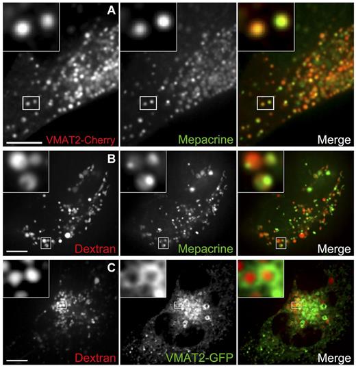 Figure 2. DGs originate from late endocytic structures. (A) DGs were labeled with the green fluorescent dye mepacrine in live MEG-01 cells expressing VMAT2-Cherry and visualized by spinning-disk confocal microscopy. The inset shows examples of colocalization between the 2 DG markers; 94% ± 2% of 171 mepacrine structures (7 cells) also contain VMAT-Cherry. (B) Live MEG-01 cells were allowed to internalize the fluid phase marker dextran Alexa Fluor 647, and DGs were subsequently labeled with mepacrine. Cells were observed by spinning-disk confocal fluorescence microscopy. Examples of structures containing both markers are presented in the magnified inset (MOC = 0.43 ± 0.04, n = 6 cells). (C) Live MEG-01 cells expressing the DG marker VMAT2-GFP were labeled with dextran Alexa Fluor 647 and imaged by spinning-disk confocal fluorescence microscopy. Inset: Examples of VMAT-GFP presence in the limiting membrane of organelles containing dextran Alexa Fluor 647 in the lumen; 66% ± 8% of 187 structures containing fluorescent dextran (7 cells) also contain VMAT-GFP. Bars represent 5 μm.