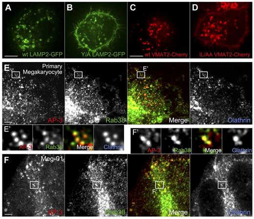 Figure 3. Sorting signals bound by AP-3 are crucial for the correct targeting of DG proteins in MEG-01 cells. AP-3 partially colocalizes with Rab38 in MKs and MEG-01 cells. (A-B) A single mutation in the LAMP2 cytosolic tail sorting signal (Y/A LAMP2: YEQF into AEQF) is sufficient to mistarget Y/A LAMP2-GFP to the plasma membrane in MEG-01 cells. Live cells were visualized by spinning-disk confocal fluorescence microscopy. (C-D) Similarly, mutation of the VMAT2 cytosolic tail sorting signal (IL/AA VMAT2: EEKMAIL into EEKMAAA) causes mistrafficking of the mutant protein to the plasma membrane in MEG-01 cells. Live cells were visualized by spinning-disk confocal fluorescence microscopy. (E-E′) Primary MKs were fixed and immunostained with antibodies against AP-3, Rab38, and clathrin, and imaged by spinning-disk confocal fluorescence microscopy. (E′) Close-up view of individual structures allows observation of colocalization of AP-3 and Rab38 (merge panel, MOC = 0.34 ± 0.01, n = 7 cells), whereas clathrin is also present in many of these structures (Rab38 and clathrin MOC = 0.33 ± 0.02, n = 7 cells). (F-F′) MEG-01 cells were fixed and immunostained with antibodies against AP-3, Rab38, and clathrin and imaged by spinning-disk confocal fluorescence microscopy. (F′) Similarly to the results obtained with MKs, AP-3 and Rab38 colocalize in structures that in many cases contain clathrin (Rab38 and AP-3 MOC = 0.32 ± 0.02, n = 4 cells; Rab38 and clathrin MOC = 0.33 ± 0.03, n = 4 cells). Bars represent 5 μm.