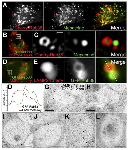 Figure 4. Rab32 and Rab38 are primarily present in immature DGs. (A-C) DGs were labeled with mepacrine in live MEG-01 cells expressing Cherry-Rab38 and visualized by spinning-disk confocal fluorescence microscopy; 95% ± 2% of structures containing Cherry-Rab38 (40 cells) also contain mepacrine. (A) A structure containing the highest amount of mepacrine and low Cherry-Rab38 levels is indicated with a green arrowhead, a structure with high concentration of Cherry-Rab38 and low mepacrine with a red arrowhead, and a structure with intermediate amounts of both markers with a yellow arrowhead (bar represents 5 μm). (B) Both organelles and vesicles are labeled with Cherry-Rab38, which is shown as an inset in panel C (bar represents 5 μm). (C) Although mepacrine is only present in the organelles, Cherry-Rab38 is also present in the vesicle (bar represents 500 nm). (D) Live MEG-01 cell coexpressing LAMP2-Cherry, as a DG marker, and GFP-Rab38 imaged by spinning-disk confocal fluorescence microscopy; 88 ± 4% of structures containing GFP-Rab38 (37 cells) also contain LAMP2-Cherry. Bar represents 5 μm. (E) A close-up view of structures from panel D shows a reverse correlation between the amount of Rab38 and the DG marker. (F) Fluorescence intensity line scan of the structures shown in panel E (merge panel). A.U., arbitrary units. (G-L) Immunogold electron microscopy images of immature DGs from MEG-01 cells subjected to HPF using antibodies against LAMP2 (18 nm) and Rab32 (12 nm). LAMP2 is present in 73% of the organelles label with Rab32 (n = 84 organelles). Original magnifications were ×15,000, ×20,000, ×15,000, ×20,000, ×25,000, and ×20,000, respectively. Bars represent 200 nm.