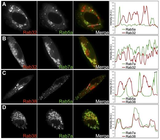 Figure 5. Rab32 and Rab38 colocalize with the late endocytic marker Rab7a but not with the vacuolar early endosome and recycling endosome marker Rab5a. Cherry-Rab32 and Cherry-Rab38 were cotransfected with GFP-Rab5a or GFP-Rab7a in MEG-01 cells. Confocal fluorescence microscopy images of live cells together with the corresponding fluorescence intensity line scan graphs are shown for each experiment. The white lines in the merge panels indicate the portions of the cells where fluorescence intensities for both the red and green channels were measured. (A,C) Neither Rab32 nor Rab38 colocalizes significantly with Rab5a, a marker of recycling vesicles/early endosomes (MOC = 0.16 ± 0.02, n = 13 cells and MOC = 0.14 ± 0.01, n = 7 cells, respectively). (B,D) Consistent with Rab32 and Rab38 being present in immature DGs, both proteins colocalize with Rab7a, a marker of late endosomal compartments that is also present in other LROs such as melanosomes and lamellar bodies (MOC = 0.52 ± 0.02, n = 7 cells and MOC = 0.42 ± 0.03, n = 7 cells, respectively).