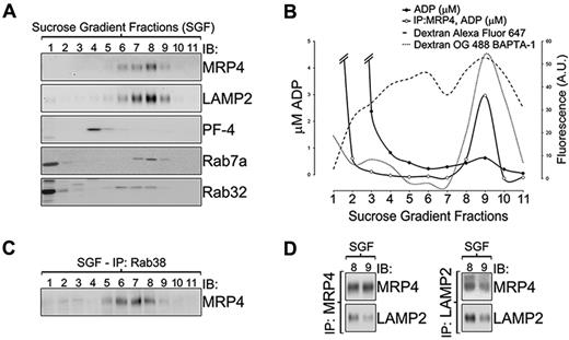 Figure 6. Biochemical study of MEG-01 dense granules. (A) Immunoblotting analysis of fractions obtained from MEG-01 postnuclear supernatants subjected to subcellular fractionation with a 10% to 60% sucrose gradient. Markers for different cell compartments are as follow: MRP4 and LAMP2 for immature and mature DGs; PF-4 for α granules; and Rab7a and Rab32 for cytosol, vesicles, and DGs. (B) ADP (μM, solid lines) and fluorescence intensity of both infrared fluorescent-dextran (A.U., dashed line) and the fluorescent Ca2+ indicator Oregon Green BAPTA-1 dextran (A.U., dotted line) in fractions from panel A. The concentration of ADP was determined both in the untreated sucrose gradient fractions (solid circles) and in sucrose gradient fractions enriched in MRP4 structures by immunoprecipitation using an MRP4 antibody (open circles). (C) Sucrose gradient fractions were immunoprecipitated using a Rab38 antibody and the presence of MRP4 in the precipitated structures was determined by immunoblotting, confirming the occurrence of the proteins in the same structures. (D) The coexistence of both LAMP2 and MRP4 in the same organelles was confirmed by coimmnunoprecipitation using a MRP4 antibody (left) or a LAMP2 antibody (right) and immunoblotting analysis using an antibody against the other protein. SGF indicates sucrose gradient fraction; IP, immunoprecipitation; IB, immunoblotting; and IDG, immature DG.