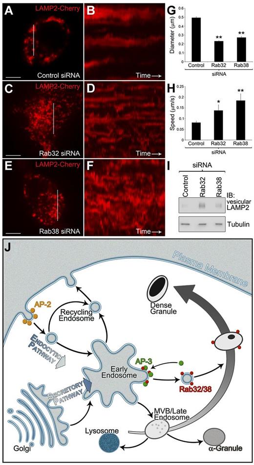 Figure 7. Rab32 or Rab38 knock-down impairs normal fusion of vesicles containing dense granule proteins with the organelle. (A-F) MEG-01 cells were cotransfected with LAMP2-Cherry as a DG reporter and either control siRNA shown in panels A and B, Rab32 siRNA in panels C and D, or Rab38 siRNA in panels E and F (see supplemental Figure 11 for Rab32/38 siRNA knockdown confirmation by immunoblotting). The kymographs presented in panels B, D, and F were made by aligning on a time axis the pieces of images indicated with a white rectangle in panels A, C, and E, respectively, from each of the 60 frames of the corresponding movies (1 frame/second). (A) Control siRNA cells present diffraction-limited LAMP2 structures consistent in size with organelles. (B) The LAMP2 structures in Control siRNA cells present a limited range of motion. (C,E) Both Rab32 and Rab38 siRNA cells present LAMP2 structures that are more consistent in size with vesicles or small organelles. (D,F) The smaller LAMP2 structures in Rab32 and Rab38 siRNA cells are more dynamic and move faster than structures in Control siRNA cells. (G) The diameter of LAMP2 structures present in the representative cells shown in panels A, C, and E was measured using the Ruler function in Slidebook. (H) The average speed of LAMP2 structures present in the representative cells shown in panels A, C, and E was measured using the Manual Particle Tracking function in Slidebook. (I) Extracts from control, Rab32, and Rab38 siRNA-treated cells were fractionated in sucrose gradients. For each treatment, the amount of LAMP2 in the first fraction of the gradient, which corresponds to the vesicular LAMP2, was analyzed by immunoblotting. The levels of tubulin in the same blot were used to confirm equal loading. Bars represent 5 μm (*P < .05; **P < .001). (J) DG membrane proteins are sorted in early endosomal compartments by adaptor protein complexes, such as AP-3, which recognize sorting signals present in their cytosolic tails. Rab32 and Rab38 are recruited to the nascent clathrin-coated vesicle and through interactions with so far unknown effectors target the vesicle to the maturing DG. The DG precursor is a MVB that on receiving Rab32/Rab38 vesicles containing DG proteins, such as the ADP transporter MRP4 or the serotonin transporter VMAT2, matures into a DG.