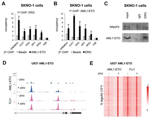 Figure 2. AML1-ETO is recruited to ETS factor binding sites. (A-B). Re-ChIP experiments validating AML1-ETO and ERG binding to the same locus. Five binding sites were selected and validated for AML1-ETO/ERG binding by re-ChIP using either ERG antibodies in the first round of ChIP followed by a second round using AML1-ETO and no antibodies (A) or AML1-ETO antibodies in the first round of ChIP followed by a second round using ERG and no antibodies (B). (C) Coimmunoprecipitation of AML1-ETO with ERG. Immunoprecipitations were performed in SKNO-1 cells using IgG and ERG antibodies and analyzed by Western using RNAPII and AML1-ETO antibodies. (D) ChIP-seq using U937 cells expressing (+ zinc) or not expressing (− zinc) AML1-ETO. Overview of the SKI AML1-ETO binding site in U937 AML1-ETO cells. Blue represents the AE ChIP-seq data; and pink, the FLI1 data. (E) Intensity plot showing the tag density of AML1-ETO and FLI1 tags within a 10-kb window around AML1-ETO binding sites in U937 AML1-ETO cells treated or untreated with zinc.