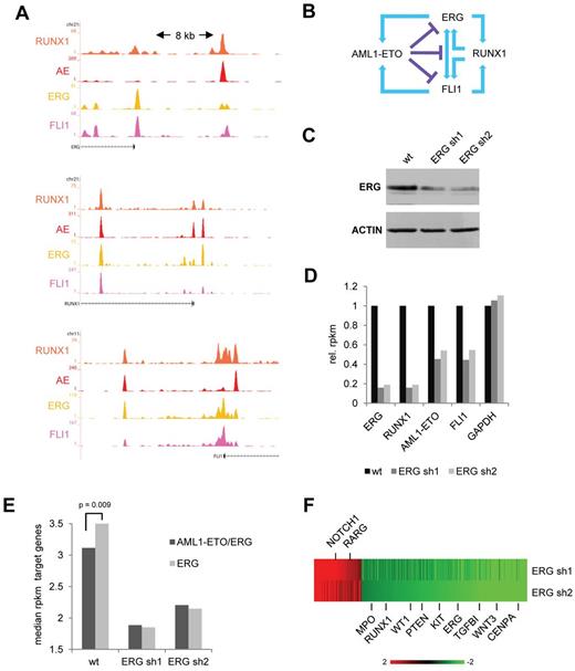 Figure 4. ERG regulates expression of AML1-ETO target genes. (A) Overview of the RUNX1, FLI1, and ERG upstream regulatory regions in SKNO-1 cells. Orange represents the RUNX1 data; red, the AE data; yellow, the ERG data; and pink, the FLI1 ChIP-seq data. (B) Schematic representation of a suggested positive feed forward loop between RUNX1 and FLI1/ERG and the potential interference of AML1-ETO. (C) Western analysis of ERG expression in wt and ERG silenced (+ dox) SKNO-1 cells. (D) Expression level (as assessed by RPKM values) of ERG, RUNX1, FLI1, and AML1-ETO in wt SKNO-1 cells and SKNO-1 cells that express different ERG silencing constructs. (E) Median RPKM values of ERG target genes bound (black) or not bound (gray) by AML1-ETO in wild-type SKNO-1 cells compared with 2 ERG silenced (+ dox) SKNO-1 cell lines. (F) Heatmap showing expression changes in genes bound by AML1-ETO/ERG at the promoter or within intragenic regions.