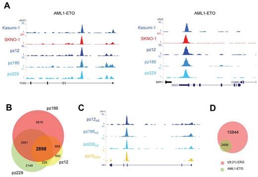 Figure 5. AML1-ETO binding sites in patient AML CD34+ cells with t(8;21). (A) Overview of the ITGB2 and OGG1 AML1-ETO binding sites. Two cell lines (SKNO-1 and Kasumi-1) and blasts of 3 AML patients with t(8;21) were used in ChIP-seq experiments using a specific antibody that could recognize AML1-ETO (AE). (B) Venn diagram representing the overlap of binding sites detected in patients AML cells with t(8; 21); n = 3. (C) Overview of the SPI1 AML1-ETO binding site. A blast from one AML patient with t(8;21) was used in ChIP-seq experiments using a specific antibody that could recognize ERG and compared with the ChIP-seq results of AML1-ETO (AE) in 3 patient blasts with t(8;21). (D) Venn diagram representing the overlap of the 2898 common AML1-ETO binding sites detected in 3 patients with t(8;21) and ERG binding sites detected in one patient (pz12) with t(8;21).