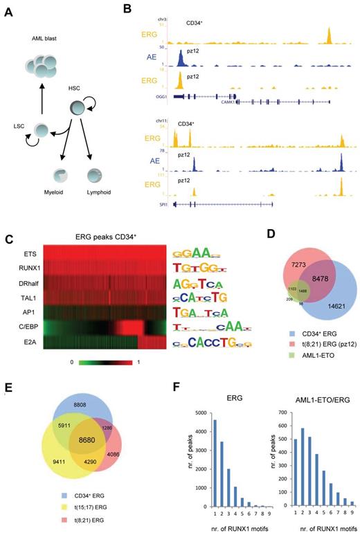Figure 6. ERG identifies genomic regions important in hematopoietic development and has cell type specific binding profiles. (A) Schematic representation of normal and aberrant hematopoietic differentiation. HSC indicates hematopoietic stem cells; and LSC, leukemic stem cells. (B) Overview of the OGG1, CAMK1, and SPI1 ERG binding sites in normal CD34+ cells and ERG and AML1-ETO (AE) binding sites in blast cells from a patient with t(8;21). Yellow represents the ERG ChIP-seq data; and blue, the AML1-ETO data. (C) Heatmap display of motif scores of DNA sequences underlying ERG binding sites in normal CD34+ cells. (D) Venn diagram representing the overlap of ERG (pz12) and the common AML1-ETO binding sites of t(8;21) patient AML cells and ERG binding sites in normal CD34+ cells. (E) Venn diagram representing the overlap of ERG binding sites in normal CD34+ cells, t(15;17) APL cells, and t(8;21) AML patient cells (pz12). (F) Number of RUNX1 motifs present in t(8;21) patient ERG binding sites not occupied by AML1-ETO (left) or present in AML1-ETO binding sites (right).