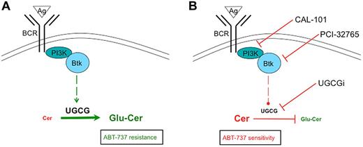 Figure 6. Simplified scheme of BCR-triggered glucosylation of ceramides. (A) BCR engagement results in up-regulation of UGCG expression and glucosylation of ceramides with a concomitant ABT-737 resistance. (B) Direct inhibition of UGCG or repression of UGCG expression via CAL-101 or PCI-32765 after BCR stimulation results in synergistic apoptosis during ABT-737 treatment.