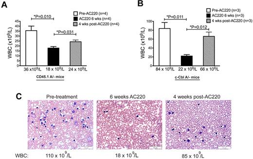 Figure 2. Myeloproliferative disease returns when AC220 treatment is discontinued. WBC counts are from 4 C57BL/6.CD45.1 mice repopulated with BM cells from a c-CblA/− mouse (A) and three 8- to 9-month-old naturally bred c-CblA/− mice (B). The mice were bled for 5 days before treatment commenced, after 6 weeks of daily dosing with vehicle or AC220, and 4 weeks after AC220 treatment was discontinued. (C) Blood films from a c-CblA/− mouse (M1173) before treatment, after 6 weeks of dosing with AC220, and 4 weeks after AC220 dosing was discontinued. The images were acquired at room temperature using an Olympus BX51 microscope with a 60×/0.09 objective and photographed with an SIS 3VCU Olympus digital camera. The WBC counts are shown and the scale bar indicates 50 μm.