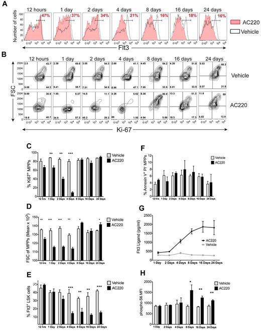 Figure 5. AC220 promotes quiescence and a marked reduction of Flt3+ LSK cells, which is followed by a proliferative recovery response that parallels the induction of Flt3 ligand. (A) B6.CD45.1 mice repopulated with c-CblA/− BM were dosed daily with vehicle or 10 mg/kg of AC220, and the BM cells were analyzed by flow cytometry at the indicated time points. The Flt3 profiles are of LSK cells, and the percentages of Flt3+ LSK cells (ie, MPPs) from each AC220-treated mouse is shown in red. (B) The gated Flt3+ LSK cells in panel A were analyzed for expression of Ki-67 and cell size (forward light scatter, FSC). The percentage of cells in each quadrant is shown. Cells in the top right quadrant are large Ki-67+ cells (ie, highly proliferative cells), and the cells in the lower left quadrant are small Ki-67− cells (ie, G0 quiescent cells). The profiles in panels A and B are representative of 3 vehicle- and 3 AC220-treated mice examined at each of the time points. (C-E) Data from 3 vehicle- and 3 AC220-treated mice examined at each time point showing the percentage of Ki-67+ MPPs (C), the geometric mean of forward light scatter (FSC) of MPPs (D), and the percentage of MPPs in the LSK population (E). (F) AC220 shows no effect in promoting apoptosis in MPPs. BM cells were stained with annexin V–FITC and propidium iodide (PI) and gated on the Flt3+ LSK population. (G) AC220 dosing promotes the induction of Flt3 ligand. Mice dosed daily with AC220 or vehicle were bled by cardiac puncture at the indicated times and their serum assayed for Flt3 ligand levels by ELISA. The data are from 3-7 mice at each time point. (H) The induction of phospho-S6 in MPPs parallels the increase in Flt3 ligand. The levels of intracellular phospho-S6 in gated Flt3+ LSK cells were determined by flow cytometry. The data are from 3 vehicle- and 3 AC220-mice at each time point. Data are means ± SEM. *P < .05; **P < .01; ***P < .001 using unpaired Student t test.