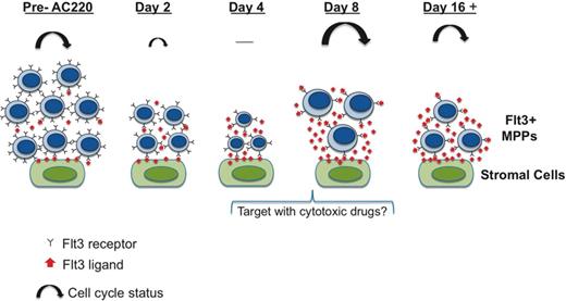Figure 6. Schematic illustrating the effects of AC220 on MPPs and the Flt3 ligand–associated recovery response. Over the first 4 days of treatment, AC220 promotes quiescence of MPPs, resulting in a marked reduction in their numbers and the expression of Flt3 receptors (illustrated by the small noncycling cells on day 4 with fewer Flt3 receptors). We propose that the loss of MPPs and the reduction of Flt3 expression during these first 4 days are detected by the BM stromal cells, possibly through fewer interactions with membrane-bound Flt3 ligand. This triggers a strong signal that results in the stromal cells markedly increasing their production of Flt3 ligand (red arrows). The resultant robust response by Flt3 ligand then restores the proliferative capacity of the MPPs. From our data shown in Figure 5, it can be seen that the proliferative response on day 8 is even stronger than that seen in c-Cbl RING finger mutant mice that were not treated with AC220 (illustrated by their larger size and the larger cycling arrows). Beyond this point, a steady state is established in which the proliferation driven by high levels of Flt3 ligand is kept in check by the inhibitory effects of AC220, the net effect being that the numbers of MPPs do not increase beyond the initial reduction that occurred during the first 4 days of treatment.