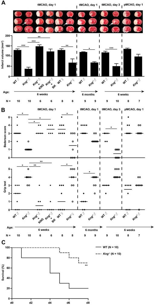 Figure 2. KNG deficiency confers long-term neuroprotection and reduces mortality after acute ischemic stroke in young and aged mice of either sex. (A top) Representative TTC staining of 3 corresponding coronal brain sections of (left to right): 6-week-old male wild-type (WT) mouse, 6-week-old male Kng−/− mouse, 6-week-old male Kng−/− mouse reconstituted with human kininogen (KNG), 6-week-old male Kng−/− mouse reconstituted with bradykinin (BK), 6-week-old female WT mouse, 6-week-old female Kng−/− mouse, as well as 6-month-old male WT mouse and 6-month-old male Kng−/− mouse on day 1 after tMCAO. The ischemic infarcts (white) appear smallest in the Kng−/− mice (white arrows) of either age or sex, and this result was confirmed by infarct volumetry (bottom; N = 6-10 per group). Note that reconstitution of Kng−/− mice with human KNG or BK fully restored infarct susceptibility underlining the specificity of the KNG effect. Infarctions in KNG-deficient mice remained small on day 3 after tMCAO, thereby excluding secondary infarct growth. In contrast, protection from stroke was lost in Kng−/− mice after pMCAO. (B) Neurologic Bederson score (top) and grip test score (bottom) on day 1 or day 3 after tMCAO or day 1 after pMCAO in the 12 mouse groups indicated above. The reduction of infarct size in Kng−/− mice after tMCAO also translated into better functional outcome (N = 6-10 per group). (C) Mortality in 6-week-old male Kng−/− mice and WT controls between day 0 and day 8 after tMCAO (N = 10 per group). (A-B) ***P < .001, **P < .01, *P < .05, 1-way ANOVA followed by Bonferroni multiple comparison test (infarct volumes) or Kruskal-Wallis test followed by Dunn multiple comparison test (neurologic scores) compared with the respective WT groups. (C) Survival curve: **P = .008, log-rank test compared with WT mice.