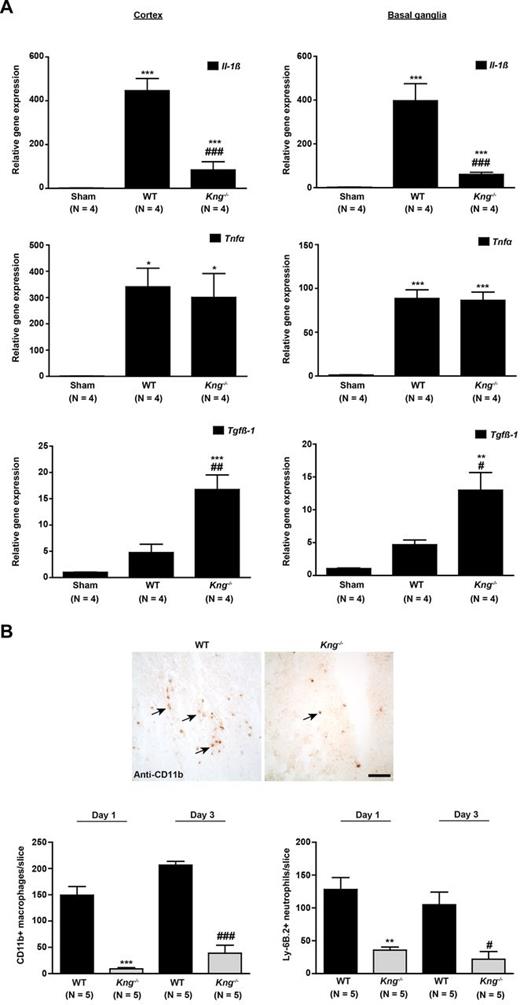 Figure 6. KNG deficiency reduces inflammation after stroke. (A) Relative gene expression of Il-1β, Tnf-α, and Tgf-β1 in the cortices and basal ganglia of wild-type (WT) mice and Kng−/− mice 24 hours after tMCAO or sham operation (N = 4 per group). (B) Cellular inflammatory response in the ischemic hemispheres of WT mice or Kng−/− mice on day 1 and day 3 after tMCAO. (Top) Representative immunohistochemical staining against CD11b+ macrophages/microglia cells (arrows) on day 1. Scale bar represents 100 μm. (Bottom) Quantification of immune cell infiltration (CD11b+ macrophages/microglia, Ly-6B2+ neutrophils) on day 1 and day 3 after stroke (N = 5 per group and time point). ***P < .001, **P < .01, ###P < .001, #P < .05, 2-way ANOVA, followed by Bonferroni multiple comparison test compared with WT mice on day 1 (* symbol) or WT mice on day 3 (# symbol).