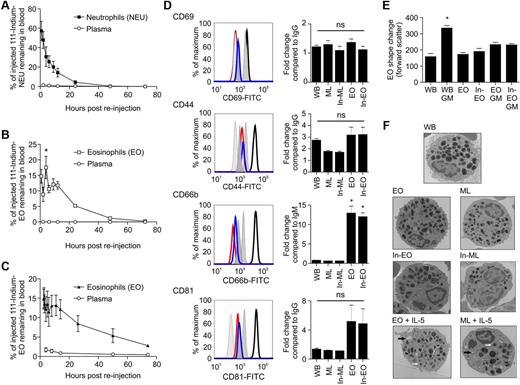 Figure 1. Granulocyte blood kinetics and activation status of 111-Indium–labeled eosinophils. After reinjection of 111-Indium–labeled mixed leukocytes, 40-mL blood samples were taken. (A) Neutrophils (NEU) and (B) eosinophils (EO) were isolated from 40-mL blood samples using RoboSep before measurement of cell-associated radioactivity. (A-B) Data represent the mean ± SEM of 7 independent experiments. *P < .05, compared with 2-hour and 6-hour values (1-way ANOVA test). (C) Kinetics of eosinophils isolated after reinjection of purified 111-Indium–labeled eosinophils. Data are mean ± SEM of 6 independent experiments. Non-cell–associated radioactivity was measured by collecting plasma samples (○). Where error bars are not visible, the SEM lies within the symbols. (D) Representative flow cytometry and quantification of CD69, CD44, CD66b, and CD81 expression in freshly isolated whole blood eosinophils (WB), mixed leukocyte eosinophils (ML) ± 111-Indium tropolonate, and CD16 purified eosinophils (EO) ± 111-Indium tropolonate. Histograms represent WB (red line), ML (blue line), or EO (black line). Isotype-matched controls (gray fill) for WB, ML, or EO are shown from left to right. (E) Eosinophil shape change. Freshly isolated WB, and CD16 purified EO ± 111-Indium tropolonate were incubated with 10 ng/mL GM-CSF (GM) before assessment of shape change, as described in supplemental Methods. The means of cell size in forward scatter signal are shown. Data are the mean ± SEM of at least 3 independent experiments. *P < .05, compared with whole blood values (1-way ANOVA test). (F) Representative TEM images of eosinophils in WB, ML ± 111-Indium tropolonate, and EO ± 111-Indium tropolonate incubated with or without IL-5 (10 ng/mL). IL-5–treated eosinophils display signs of vacuolation (black arrows) and loss of granule integrity (white arrows). Sections were examined with a FEI, Tecnai G2 microscope operated at 120 kv using a 20 μm objective aperture. Digital images were captured with an AMT XR60B camera (Deben), saved in TIF format, and trimmed for publication using Microsoft Office Powerpoint. Original magnification ×3500.