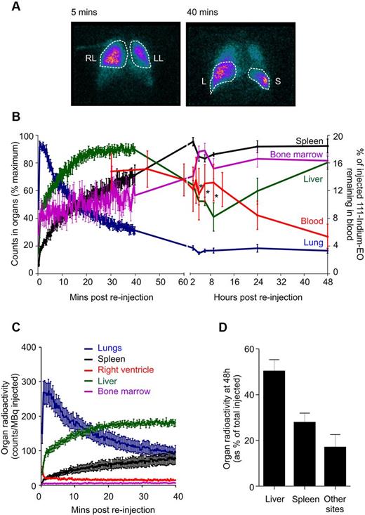 Figure 2. γ camera quantification of 111-Indium–labeled eosinophils. (A) Anterior γ camera images at 5 minutes and 40 minutes after reinjection, showing accumulation in the right lung (RL), left lung (LL), liver (L), and spleen (S). (B) The distribution of radioactivity over 72 hours for the right lung (blue), liver (green), spleen (black), bone marrow (purple), and eosinophil recovery (red) after reinjection of 111-Indium–labeled eosinophils. (C) The distribution of radioactivity over 40 minutes for lungs, liver, spleen, bone marrow, and right ventricle after reinjection of 111-Indium–labeled eosinophils. (D) The final distribution of eosinophils within the liver and spleen at 48 hours. Radioactivity in other sites was calculated by subtracting the liver, spleen, lung, and blood activity values from the total radioactivity injected. The value obtained may reflect regions, such as the bone marrow, which are difficult to fully quantify on images of the upper body alone. Data represent the mean ± SEM of 6 independent experiments. *P < .05, compared with 40-minute liver values (1-way ANOVA test).