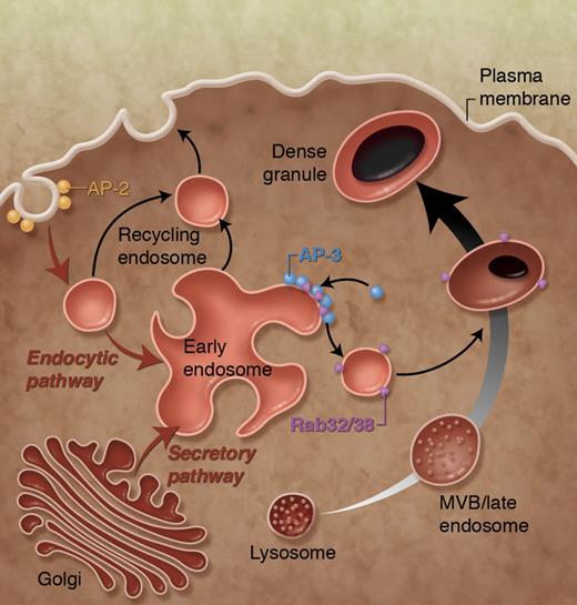 Trafficking pathways involved in dense granule biogenesis. MEG-01 cells were used as a model to identify essential stages in the maturation of dense granules (adapted from Ambrosio et al; see Figure 7J in the article that begins on page 4072). Professional illustration by Alice Y. Chen.