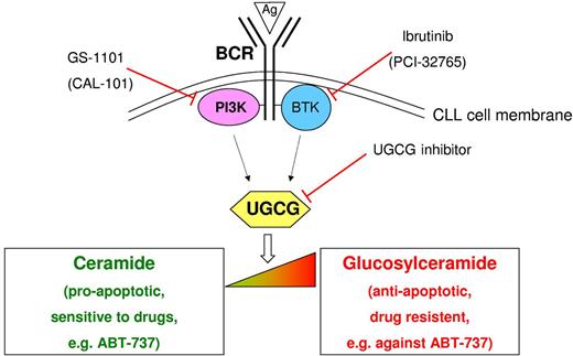 Modulation of the ceramide:glucosylceramide equilibrium by B-cell receptor (BCR) signaling and the novel kinase inhibitors GS-1101 and ibrutinib in CLL. BCR stimulation by antigens (Ags) or anti-IgM results in a shift from ceramide (proapoptotic) to glucosylceramide (antiapoptotic) mediated by up-regulation of UDP-glucose ceramide glucosyltransferase (UGCG). Direct inhibition of UGCG induces chronic lymphocytic leukemia (CLL) cell apoptosis. The kinase-specific inhibitors GS-1101 (PI3K) and ibrutinib (BTK) also cause down-regulation of UGCG leading to restoration of the δ ceramide:glucosylceramide equilibrium and leukemic cell death. This constitutes a novel mechanism of drug action. In addition, this effect on sphingolipid metabolism sensitizes the cells for mitochondria-targeting drugs such as ABT-737. Figure adapted from Schwamb et al; see Figure 6 in the article that begins on page 3978.