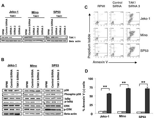 Figure 2. Biologic and molecular consequences of silencing TAK1 expression in lymphoma. (A) A representative experiment of TAK1 gene silencing with the use of 3 different siRNAs in lymphoma cell lines. TAK1 protein levels were determined by Western blot after 48 hours of transfection. Similar results were obtained in 2 additional independent experiments. (B) TAK-1 gene silencing decreased the phosphorylation of p38 and IκBα without affecting ERK phosphorylation. Results are shown after 48 hours of transfection. (C) TAK1 gene silencing resulted in induction of apoptosis in lymphoma cell lines, as determined by the annexin V/propidium iodide staining method and FACS analysis. This is a representative experiment performed after 48 hours of transfection with TAK1 siRNA or control siRNA. (D) Summary results of TAK1 siRNA–induced cell death. Each value is the mean of 3 independent experiments performed in triplicate (± SEM). **P < .005. Open bars indicate RPMI; gray bars, control siRNA; and black bars, TAK1 siRNA3.