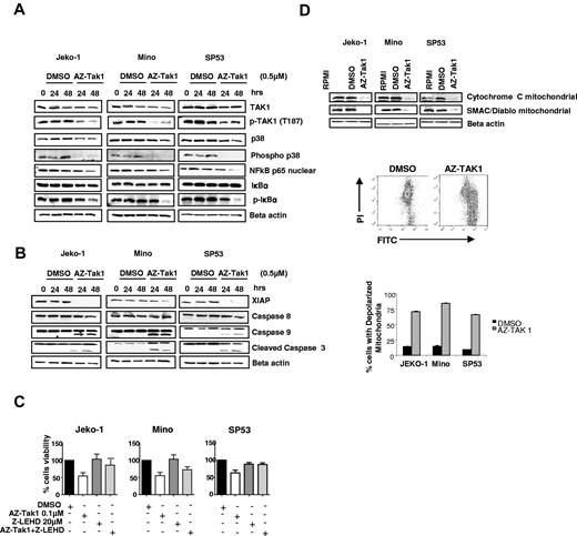 Figure 5. Molecular mechanisms of AZ-TAK1 antiproliferative activity lymphoma. (A) MCL cell lines were incubated with medium or 0.5μM of AZ-TAK1 for 24-48 hours. Whole-cell lysates were examined by Western blot for changes in intracellular proteins. AZ-TAK1 decreased TAK1 and p38 phosphorylation, indicative of their inactivation. AZ-TAK1 inactivated NF-κB, as indicated by the decrease in nuclear p65 and inhibition of IκB phosphorylation. (B) AZ-TAK1 down-regulated XIAP and activated caspase 9 and caspase 3. (C) AZ-TAK1–induced cell death was either partially or completely blocked by the caspase 9 inhibitor Z-LEHD-FMK. Each value represents a mean of 3 independent experiments done in triplicate (± SEM). (D) AZ-TAK1 released cytochrome c and SMAC/Diablo from the mitochondria in MCL cell lines (top). Western blot analysis was performed on subcellular mitochondrial fractions after incubation with AZ-TAK1 (0.5μM) for 48 hours. Cytofluorimetric analysis of MCL cell lines mitochondrial potential, as assessed with the mitochondrial specific cationic dye (middle), as described in “Evaluation of mitochondrial membrane potential.” In this representative experiment, treatment with AZ-TAK resulted in mitochondria depolarization in 75% of the cells, compared with control 8% in DMSO-treated cells. Summary of 3 independent experiments demonstrating the effect of AZ-TAK1 on mitochondria membrane polarization (bottom). Each value represents the percentage of cells with depolarized mitochondria. Cells were incubated for 12 hours in the absence (DMSO) or presence of AZ-TAK1 0.5μM.