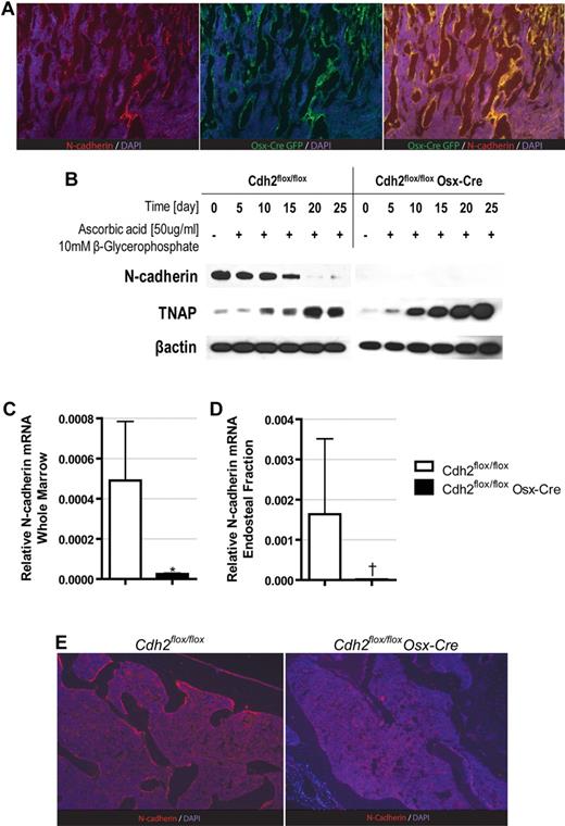 Figure 1. N-cadherin expression is efficiently ablated in osteoblast lineage cells in Osx-Cre Cdh2flox/flox mice. (A) Representative photomicrographs of bone sections from mT/mG Osx-Cre mice stained for N-cadherin (red), GFP (green), and DAPI (blue). (B) Primary bone marrow stromal cells were differentiated toward the osteoblast lineage, and Western blots were performed for N-cadherin, tissue nonspecific alkaline phosphatase (TNAP), and β-actin. (C-D) RNA was isolated from total bone marrow (C) or the endosteal bone marrow fraction (D), and N-cadherin mRNA expression relative to β-actin expression was determined by real-time RT-PCR. Data are the mean ± SEM of 5 mice. *P = .002. †P = .007. (E) Representative photomicrographs of bone sections stained for N-cadherin (red) and DAPI (blue). Images are representative of 3 independent experiments (original magnification ×20).