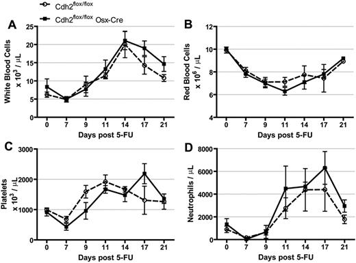 Figure 6. Response to 5-FU is normal in N-cadherin–deleted mice. Mice were treated with 150 mg/kg of 5-FU and (A) white blood cell count, (B) red blood cell count, (C) platelet count, and (D) average neutrophil count were followed over 21 days. Data are the mean ± SEM 4 to 8 mice.