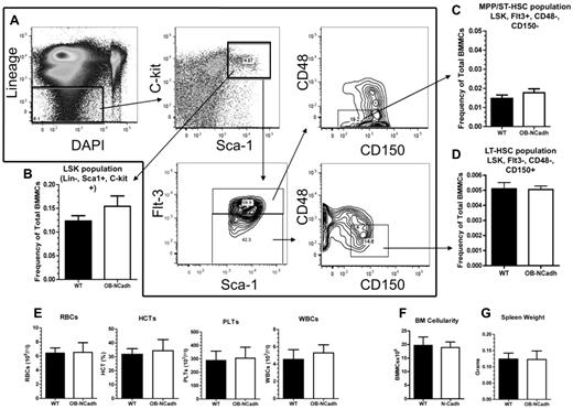 Figure 2. Lack of osteoblastic N-cadherin does not alter steady-state hematopoiesis. (A) Representative flow cytometry plots showing the isolation of LSK, MPP/ST-HSC, and LT-HSC populations. (B) Frequency of the LSK population of cells as defined by panel A. (C) Frequency of the MPP/ST-HSC population of cells as defined by panel A. (D) Frequency of the LT-HSC population of cells as defined by panel A. (E) Peripheral blood cell counts of red blood cells, hematocrit, platelets, and WBCs. (F) Total marrow cellularity as determined by counting flushed marrow cells. (G) Spleen weight in grams. n = 6 to 12 mice per group for flow cytometric analysis, 4 to 9 per group for all other experiments.