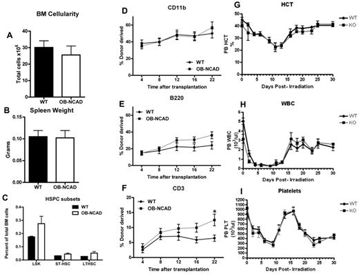Figure 5. Lack of osteoblastic N-cadherin does not alter steady-state hematopoiesis or functional HSPCs in aged mice. (A) Total marrow cellularity as determined by counting flushed marrow cells (n = 3-6 mice per group). (B) Spleen weight in grams (n = 3-6 mice per group). (C) Frequency of the LSK, MPP/ST-HSC, and LT-HSC populations as defined in Figure 2. N = 2 WT, 6 OB-NCadh 1-year-old mice. (D-F) Analysis of the peripheral blood after competitive transplantation shows the percentage of donor cells determined by cell surface expression of CD45.2 in the total peripheral blood cell population, CD11b+ population (D), B220+ population (E), and CD3e+ population (F). Recipient mice were analyzed at 4 to 22 weeks after transplantation of donor and competitor cells. *P < .05 at 22 weeks only by Bonferroni posttest analysis. No significant differences were noted by 2-way ANOVA with repeated-measures analysis using the Bonferroni posttest after transplantation of donor and competitor cells. n = 3 WT and 4 OB-NCAD donors per genotype, 13 to 20 recipients per donor group (4 or 5 recipients for each individual donor). (G-I) Hematopoietic recovery after sublethal (6.5 Gy) total body irradiation: hematocrit (G), WBCs (H), and platelets (I). No significant differences were noted between genotypes by 2-way ANOVA. n = 3 to 5 mice per genotype per time point.