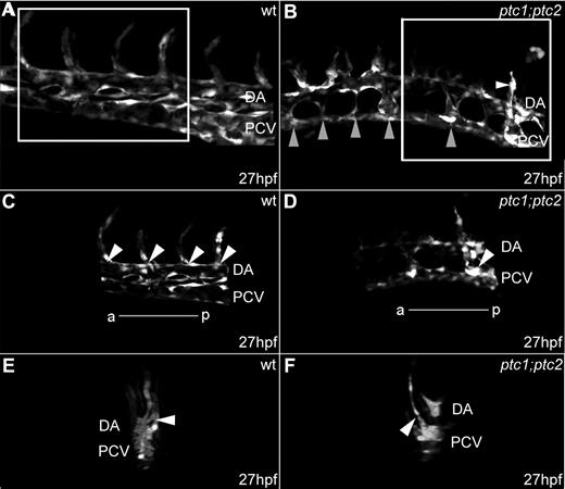 Figure 2. ptc1;ptc2 mutants exhibit precocious vessel sprouting from the posterior cardinal vein. Confocal images of developing trunk vasculature in Tg(fli1a:EGFP)y1/+ (A,C,E) and Tg(fli1a:EGFP)y1/+;ptc1;ptc2 embryos at 27 hpf (B,D,F); anterior is left, posterior right. (A) Normal trunk vasculature. Highlighted area is shown in panel C. (B) Endothelial connections between the DA and PCV were present in Tg(fli1a:EGFP)y1/+;ptc1;ptc2 embryos (gray arrowheads), and ectopic vessel sprouts arising from PCVs were present (B,D white arrowheads). Highlighted area is shown in panel D. 3-Dimensional reconstruction: transverse plane of embryo shown in panels A, C, and E and embryo shown in panels B, D, and F) show the sprouting capacity of ECs in the PCV region in ptc1;ptc2 mutants (white arrowhead).