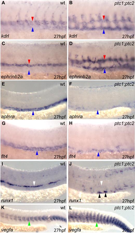 Figure 3. ptc1;ptc2 mutants exhibit ectopic arterial differentiation at the expense of venous differentiation, resulting in conversion of the PCV into a second artery. Lateral views of the trunk region are shown, oriented anterior to left, posterior right. (A) kdrl exhibited arterial preference in wild-type embryos (red arrowheads) but was present ectopically in the PCV in ptc1;ptc2 embryos (B blue arrowheads). (C) ephrinb2a was restricted to the DA in wild-type embryos (red arrowhead) but present ectopically in the PCV in ptc1;ptc2 embryos (D blue arrowheads). (E) aplnra and (G) flt4 expression was restricted to the PCV in wild-type embryos (blue arrowheads) and down-regulated in ptc1;ptc2 embryos (F,H blue arrowheads). (I) runx1 was restricted to the DA in wild-type embryos (white arrowhead), down-regulated in the DA of ptc1;ptc2 embryos (J white arrowhead), and ectopically expressed in the PCV of ptc1;ptc2 embryos (J black arrowheads). (K) Increased trunk vegfa expression was present in ptc1;ptc2 embryos (L green arrowhead) compared with wild-type (K green arrowhead).