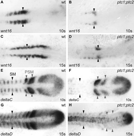 Figure 4. Somitic wnt16-deltaC/deltaD signaling required for HSC specification is abrogated in ptc1;ptc2 mutants. Zebrafish flat mounts are shown with anterior to the left and posterior to the right. (A-B) Somitic wnt16 expression is strongly down-regulated in ptc1;ptc2 embryos at 10 somites (B black arrowheads), and this down-regulation persisted at the 15-second stage (C-D black arrowheads). (E-F) Expression of deltaC was absent from the somitic mesoderm (SM) of ptc1;ptc2 embryos (F black arrowheads) but was present within the presomitic mesoderm (PSM; F gray arrowheads). (G-H) deltaD expression was strongly down-regulated within the SM (H black arrowheads) and PSM (H gray arrowheads) of ptc1;ptc2 embryos.