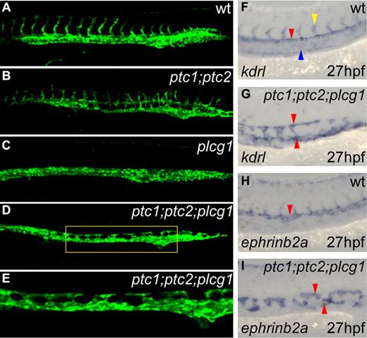 Figure 5. Arterial specification occurs independently of VEGF signaling in ptc1;ptc2;plcg1 triple mutants. (A-E) Tg(fli1a:EGFP)y1/+;ptc1;ptc2 embryos formed 2 separate vessels, both with sprouting capacity (B), whereas Tg(fli1a:EGFP)y1/+;plcg1t26480 embryos formed a single vessel without ISV sprouts and lacking arterial gene expression (data not shown; C). Two separate vessels were present in triple mutant embryos (D, zoomed view of panel E), but no ISVs formed. kdrl (F-G) and ephrinb2a (H-I) expression indicated that the DA remained duplicated in the triple mutants, albeit with fewer cells.