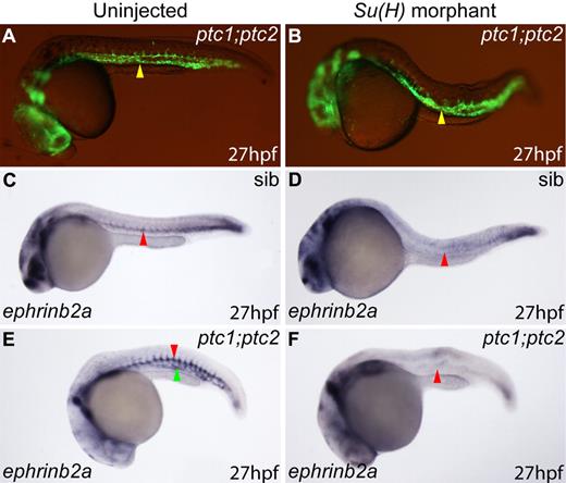 Figure 6. Arterial specification in ptc1;ptc2 mutants is dependent on Notch signaling. (A) Tg(fli1a:EGFP)y1/+;ptc1;ptc2 embryos exhibit blood vessel formation (B, yellow arrowhead; n = 15 of 230), even after Su(H) morpholino injection (B yellow arrowhead; n = 5 of 95). (C) Normal DA ephrinb2a expression in uninjected non–double mutant embryos (C red arrowhead; n = 157 of 167). (D) Loss of ephrinb2a in DA of non–double mutant Su(H) morphants (red arrowhead; n = 159 of 180). (E) Increased (red arrowhead), ectopic (green arrowhead) ephrinb2a expression in uninjected ptc1;ptc2 embryos (n = 10 of 167). (F) Loss of ephrinb2a in DA of ptc1;ptc2 Su(H) morphants (n = 16 of 180).