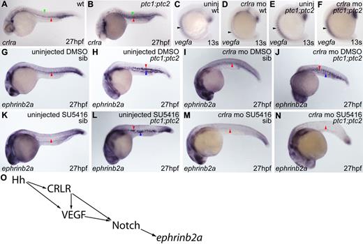 Figure 7. Knockdown of crlra in combination with VEGF inhibition prevents arterial differentiation in ptc1;ptc2 mutants. (A) Wild-type somitic (green arrowhead) and DA crlra expression (red arrowhead). (B) Increased somitic (green arrowhead) and DA (red arrowhead) crlra expression in ptc1;ptc2 embryos. (C) Normal somitic crlra expression in uninjected wild-type non–double mutant embryos (arrowhead; n = 58 of 66). (D) Decreased somitic crlra expression in non–double mutant crlra morphants (n = 58 of 71). (E-F) No difference in crlra expression (arrowheads) was detected between uninjected (n = 5 of 66) and crlra morphant (n = 4 of 71) ptc1;ptc2 embryos. Uninjected wild-type siblings treated with SU5416 from tailbud until collection exhibited total absence of vascular ephrinb2a expression (K red arrowhead; n = 40 of 50) compared with controls (G red arrowhead; n = 46 of 49). SU5416-treated ptc1;ptc2 mutants showed increased ephrinb2a (L red arrowhead) and ectopic expression in PCV region (L blue arrowhead; n = 4 of 50), as did uninjected ptc1;ptc2 mutants (H red and blue arrowheads; n = 3 of 49). Uninjected SU5416-treated ptc1;ptc2 embryos exhibited no vessel sprouting compared with DMSO-treated ptc1;ptc2 embryos. ephrinb2a expression was down-regulated in the DA of non–double mutant crlra morphants treated with DMSO (I red arrowhead; n = 78 of 96), whereas non–double mutant crlra morphants treated with SU5416 exhibited a loss of vascular ephrinb2a expression (M red arrowhead; n = 165 of 183). ptc1;ptc2 crlra morphants treated with DMSO showed strong ephrinb2a expression (J red arrowhead), which was present ectopically in the region of the PCV (J blue arrowhead; n = 8 of 96), whereas vascular ephrinb2a was absent in ptc1;ptc2 crlra morphants treated with SU5416 (N red arrowhead; n = 10 of 186). (O) Proposed model for arterial differentiation.