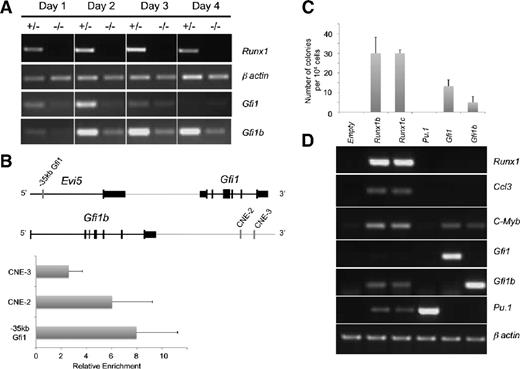 Figure 1. Gfi1 and Gfi1b are RUNX1 transcriptional targets in the early stages of blood development. (A) Semiquantitative RT-PCR analysis of Runx1, Gfi1, Gfi1b expression during blast colony development with Runx1+/− and Runx1−/− cells. β actin is the loading control. (B) Chromatin immunoprecipitation analysis showing the direct binding of RUNX1 on Gfi1 and Gfi1b enhancers. (C-D) Day 3.5 Runx1−/− FLK1+ cells were transduced with the indicated retroviruses. Four days after culture, (C) the number of colonies was counted and (D) semiquantitative RT-PCR analysis of expression of the indicated genes was performed. β actin is the loading control. Values in the histogram correspond to an average of 3 transductions for each construct; the error bars correspond to the standard deviation.