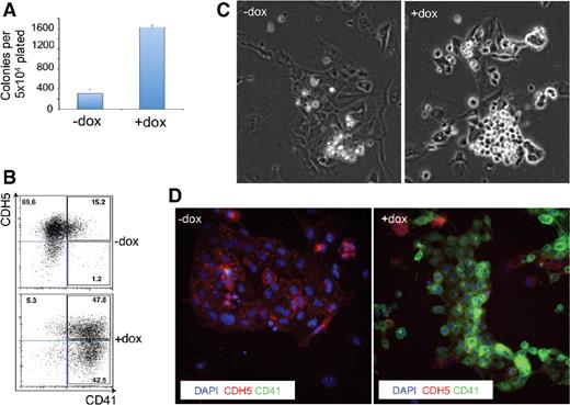 Figure 2. Gfi1 partially rescues Runx1−/− deficiency. (A) Number of colonies generated in methylcellulose by iGfi1 Runx1−/− FLK1+ cells either in absence or presence of dox. (B) FACS analysis of CD41/CDH5 of iGfi1 Runx1−/− TIE2hiKIT+CD41− endothelial cells after 3 days of culture with or without dox. Numbers indicate percentages. (C) Bright field images of endothelial culture after 3 days with or without dox. Pictures were taken with a 10× objective. (D) Immunofluorescence analysis of CD41/CDH5 expression of iGfi1 Runx1−/− hemogenic endothelial cells after 3 days of culture in absence (left panel) or presence (right panel) of dox. Blue corresponds to nuclear (DAPI), red to CDH5, and green to CD41 staining, respectively. These images are overlays of DAPI, CDH5, and CD41 staining. Pictures were taken with a 40× objective.