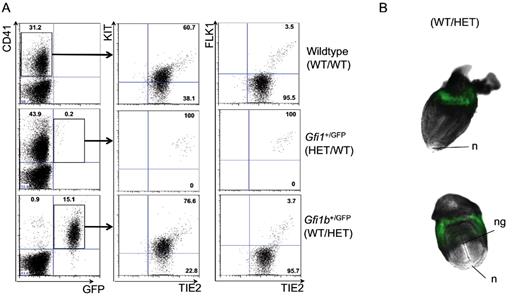 Figure 3. Gfi1 and Gfi1b are expressed at the onset of hematopoiesis in vivo. (A) FACS analysis of CD41+GFP− (wild type; top panels), CD41+Gfi1-GFP+ (Gfi1+/GFP; middle panels), and CD41+Gfi1b-GFP+ (Gfi1b+/GFP; bottom panels) cells for expression of KIT, TIE2, and FLK1 cell-surface markers. Each dot plot corresponds to the concatenation of the data from 3 individual E8.5 embryos of the indicated genotype using the concatenation function of FlowJo. Numbers indicate percentage. (B) Merged fluorescence and bright field images of late headfold E8.5 Gfi1b+/GFP embryos (5× objective). n indicates node; and ng, neural groove.