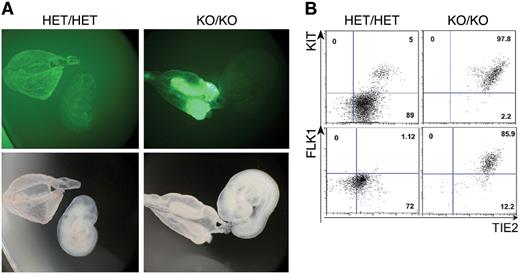 Figure 4. Loss of Gfi1 and Gfi1b blocks the release of blood cells from the yolk sac. (A) Fluorescence and bright field images of E9.5 HET/HET and KO/KO embryos and corresponding yolk sacs (2.5× objective). (B) FACS analysis of KIT/TIE2 expression among GFP+ cells of the indicated genotypes. Numbers indicate percentages.