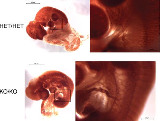 Figure 5. KO/KO E10.5 embryos have a normal vascular system. Whole-mount CD31 staining of HET/HET (left) and KO/KO E10.5 embryos.