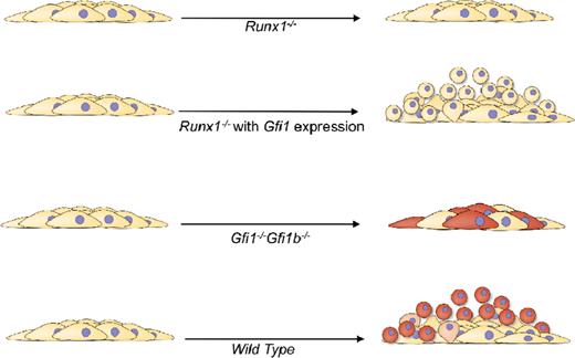 Figure 7. Model of the functional requirements for GFI1/GFI1b and RUNX1 during yolk-sac EHT. RUNX1 is required for both the change in morphology and acquisition of hematopoietic competence (cells turning red). GFI1/GFI1B are essential for the change in morphology, and additional unknown transcriptional targets of RUNX1 are required for acquisition of full hematopoietic competence.