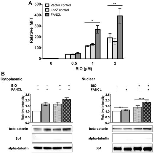 Figure 1. FANCL overexpression enhances β-catenin activity and protein expression. (A) Flow cytometry analysis of LEF-TCF-eGFP reporter assays in 293FT cells transfected with vector-control, LacZ-control, or human FANCL cDNA. Cells were treated with BIO (a GSK3-β inhibitor that activates the Wnt pathway). Data shown are from 4 experiments (mean ± SEM), *P < .01; **P < .05 compared with vector-control and LacZ-control. (B) Immunoblot analysis to quantify β-catenin in cells transfected with FANCL or vector-control. Shown are representative immunoblots for the cytoplasmic (left panel) and nuclear (right panel) fractions and a graph displaying the quantitation from 7 independent blots (mean relative expression to the no BIO and no FANCL control ± SEM), *P = .004; **P = .03; ***not significant; ****P = .008. Loading controls and the purity of the subcellular fractions were evaluated by staining for α-tubulin (n = 6) and Sp1 (n = 5) levels. Shown are representative blots at similar exposure times. We also performed statistical analysis to show that there were no differences in these controls for the pairwise comparisons performed (P values for student t test analysis of tubulin and Sp1 levels were between .77 and .98) and there were no differences globally among the 4 experimental conditions tested (P values for ANOVA analysis of tubulin and Sp1 levels were .36 and .49, respectively).