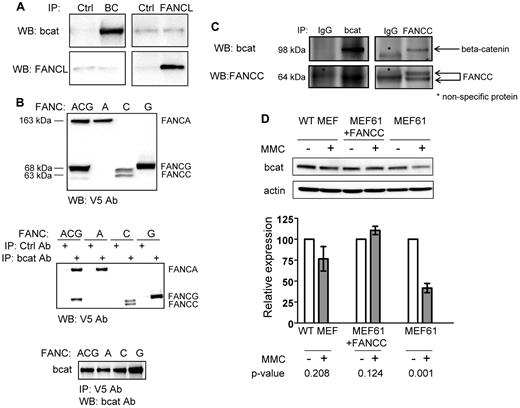 Figure 2. FANCL and β-catenin interaction may be facilitated by FANCA and FANCG. (A) Immunoprecipitation studies from cells transfected with cDNAs for human β-catenin and FANCL. (B) Top panel: immunoblot showing expression of C-terminal V5-tagged FANCA, C, and G proteins. Middle panel: immunoprecipitation studies from cells transfected with β-catenin and various V5-tagged FANC proteins as indicated. Bottom panel: reciprocal immunoprecipitation using V5 antibody then probed for β-catenin. At least 3 independent experiments were carried out for these studies. (C) Immunoprecipitation assays were also performed with untagged FANCC with the indicated isotype IgG controls. (D) MEFs from WT mouse and Fancc-deficient MEFs corrected by Fancc cDNA expression serve as control cells. Cells were treated with mitomycin C for 4 days at 62.5 ng/mL and whole cell extracts were analyzed for β-catenin expression. Four independent experiments were performed and shown is a representative result. The data are summarized as mean relative expression to untreated cells (no MMC) for each MEF cell line ± SEM and their corresponding P values. We probed for actin as a loading control for these experiments.