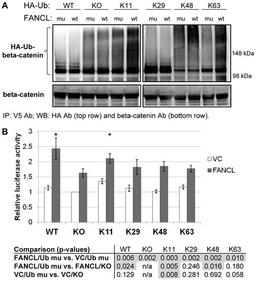 Figure 4. β-catenin modified with atypical ubiquitin chains activates the LEF-TCF reporter. (A) Cell-based ubiquitination assays were carried out using HA-Ub mutants that contain only 1 intact lysine known to be involved in ubiquitin chain extension. The other 6 lysines in any given mutant HA-Ub are mutated from lysine to arginine and cannot participate in ubiquitin chain extension. We performed the ubiquitination assays using the V5-tagged K19R-K49R-β-catenin mutant and treated the cells with BIO (GSK3-β inhibitor). The ability of FANCL to catalyze atypical ubiquitin chain extension is compared with the ligase-inactive C307A-FANCL mutant. The experiment was carried out 2 independent times. (B) We performed LEF-TCF reporter assays to determine whether these ubiquitinated β-catenin subtypes are active. Cells were transfected with VC or FANCL, an HA-tagged ubiquitin as shown, and a LEF-TCF luciferase reporter. Luciferase activity was measured and shown are the results from 5 experiments normalized to the VC condition transfected with the knockout (KO) ubiquitin (mean ± SEM). The table below the figure is a compilation of all statistical analyses. Highlighted by shading are P values < .05. We compare FANCL (gray bars) versus vector-control (white bars) for the individual ubiquitin mutants (top row) and all ubiquitin mutants versus its own KO control for FANCL expression (within gray bars, middle row) and for vector-control (within white bars, bottom row). *P < .03 and highlights that the expression of lysine-11 ubiquitin activates the LEF-TCF reporter to the closest approximation of WT ubiquitin expression in FANCL-transfected cells. n/a indicates not applicable.