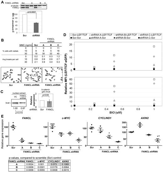Figure 5. FANCL-suppression reduces β-catenin expression and activity. (A) pLK0.1 FANCL shRNA constructs and a control shRNA construct (scrambled, scr) were tested for their ability to knockdown exogenous (top panel) and endogenous (bottom panel) expression of FANCL in 293FT cells, by Western blot and qRT-PCR analysis (mean ± SEM), respectively. FANCL shRNA constructs labeled A, B, and C were used for subsequent experiments. (B) Importantly, suppression of FANCL expression reproduces the classic FA phenotype of excessive radial formation (filled arrow head) and chromosome breaks (unfilled arrow head) with mitomycin C treatment compared with scrambled control. The table summarizes the average from 2 separate experiments. (C) Nuclear extracts from cells expressing vector-control (VC) or scrambled shRNA or FANCL shRNA (construct B) were immunoblotted for β-catenin. Shown is a representative blot from 7 experiments (blot). We performed qRT-PCR to determine whether these changes are associated with changes in β-catenin mRNA. Shown are the combined results of FANCL shRNA construct A, B, and C (graph, mean ± SEM). (D) FANCL was suppressed by shRNA expression in 293FT cells stably expressing scramble-eGFP (closed markers) or LEF-TCF-eGFP (open markers) reporters. The cells were assayed for their ability to respond to BIO stimulation using eGFP as the readout. Relative mean fluorescence intensity (MFI) was calculated relative to the no BIO condition. Shown is the average from 2 experiments with multiple independent replicates in each experiment. (E) qRT-PCR analysis of Wnt-responsive targets in the same cells generated from the experiments described in panel D. Horizontal bars indicate mean ± SEM. See “Methods” for details on qRT-PCR data analysis.